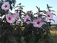 Kopper king hibiscus