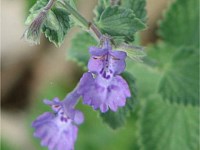 Catmint