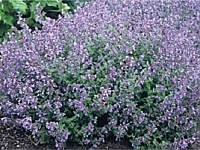 Catmint