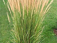 Feather reed grass