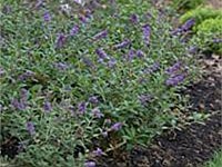 Butterfly bush