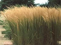 Feather reed grass