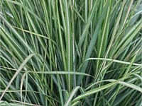 Avalanche Feather reed grass