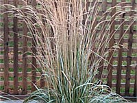 Avalanche Feather reed grass