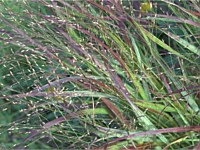 Switchgrass