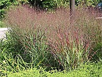 Switchgrass