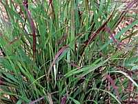 Switchgrass