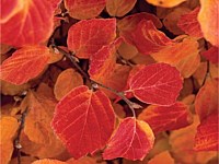 Dwarf fothergilla