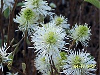 Dwarf fothergilla