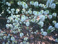 Dwarf fothergilla