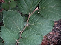 Dwarf fothergilla