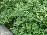 Dwarf fothergilla