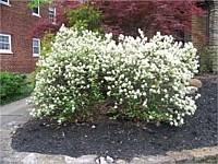 Dwarf fothergilla