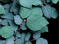 Dwarf fothergilla