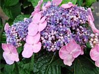 Twist-n-shout Hydrangea