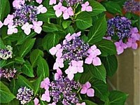 Twist-n-shout Hydrangea