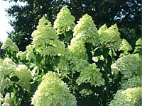 Limelight Hydrangea