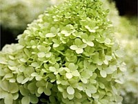 Limelight Hydrangea