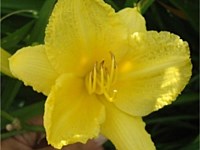 Happy returns daylily