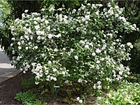 Korean spice viburnum