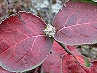 Korean spice viburnum