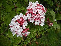 Korean spice viburnum