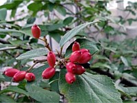 Korean spice viburnum