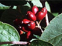 Korean spice viburnum