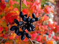 Korean spice viburnum