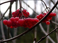 American cranberry bush