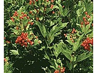 American cranberry bush