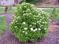 American cranberry bush