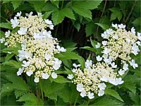 American cranberry bush