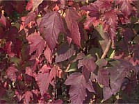 American cranberry bush