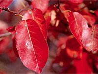 Autumn Brilliance Serviceberry