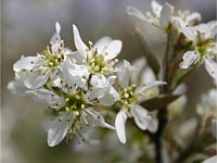 Autumn Brilliance Serviceberry