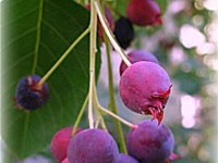 Autumn Brilliance Serviceberry