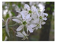 Autumn Brilliance Serviceberry