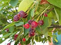 Autumn Brilliance Serviceberry