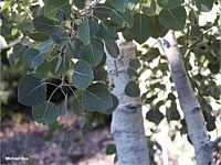 Quaking aspen