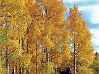 Quaking aspen