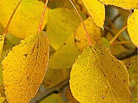 Quaking aspen