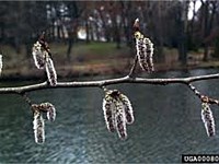 Quaking aspen