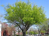 Green Vase Zelkova