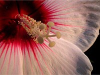 Kopper king hibiscus