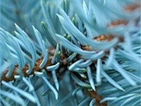 Prostrate blue spruce