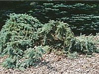 Prostrate blue spruce