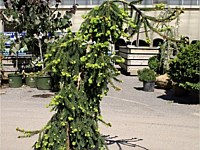 Weeping norway spruce