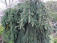 Blue ox weeping norway spruce