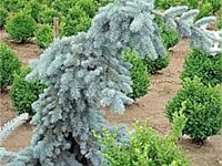 Blue ox weeping norway spruce